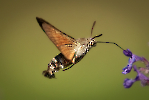 Kolibrievlinder_1